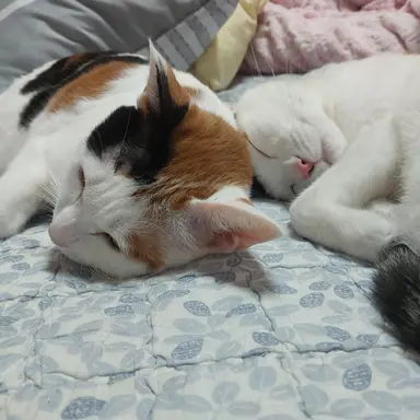 Profile image of 주인장 네코짱