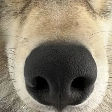 Profile image of 늑대