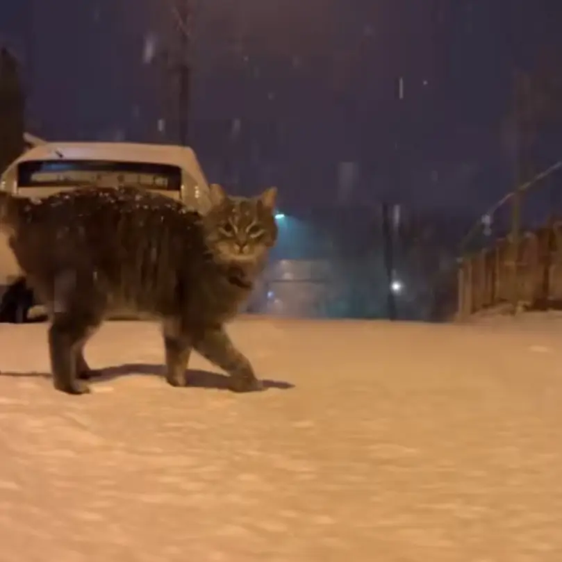 Owlcat의 Snow Cat