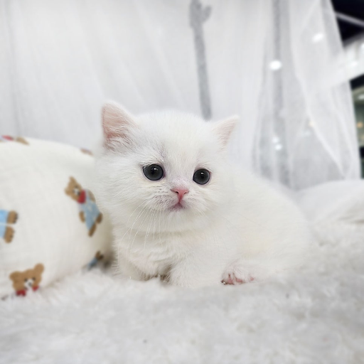 고양이 대표 이미지