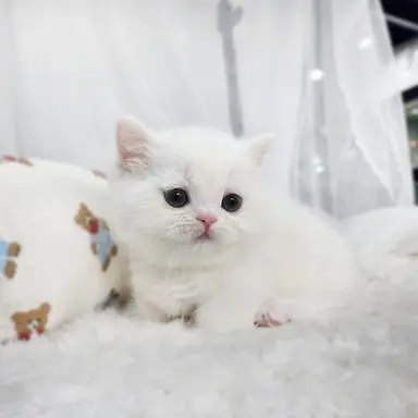 Profile image of 고양이