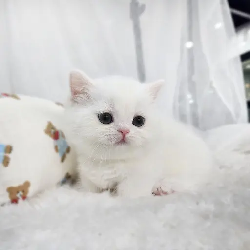 dkahfmrpTek의 고양이