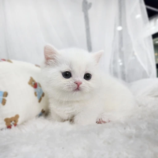 고양이