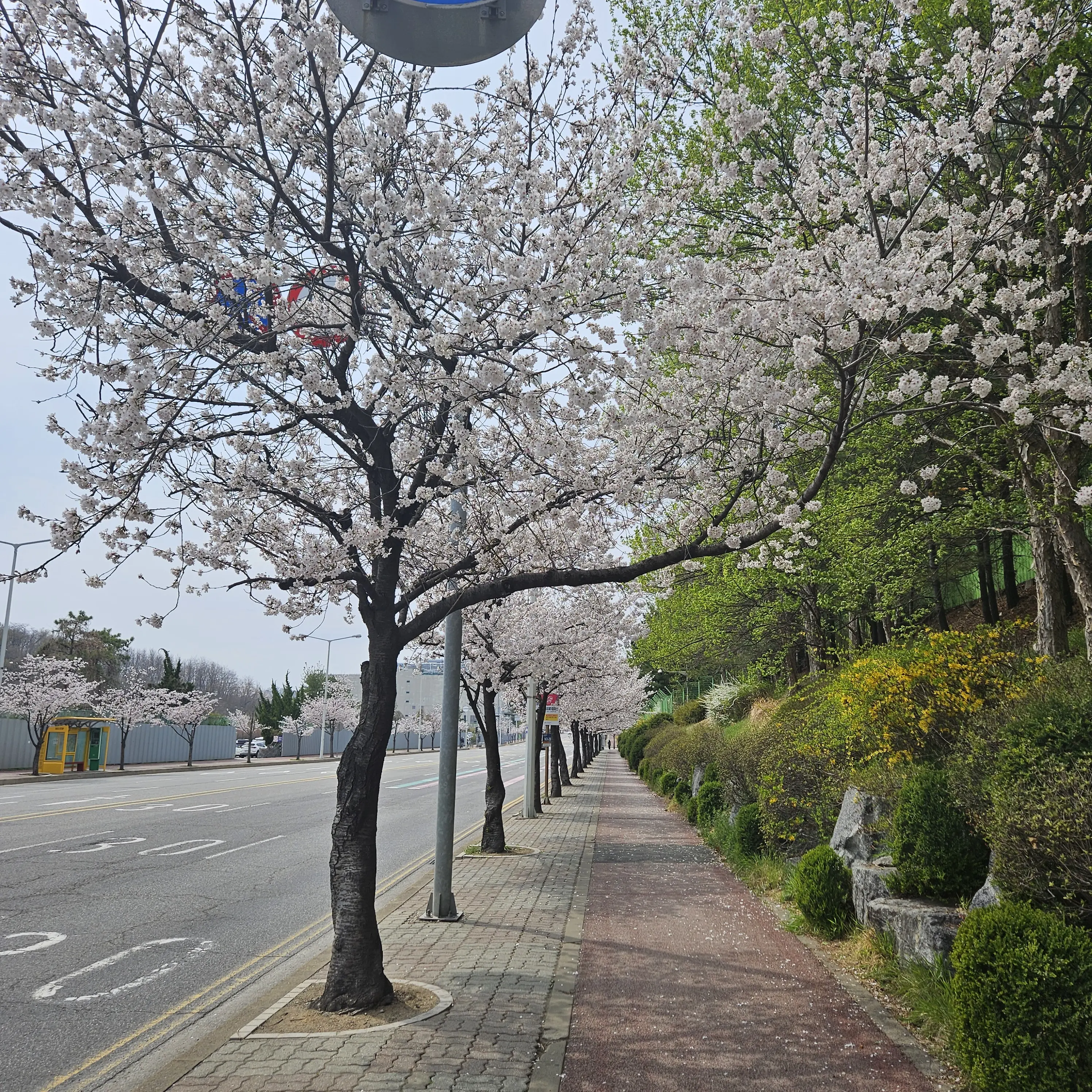 RuggedGar5883의 빅뱅 최승현과연애중동생인강대성몰래연애