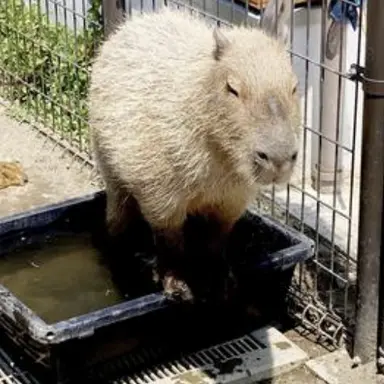 Profile image of Capybara