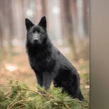 Profile image of Wolf Dog