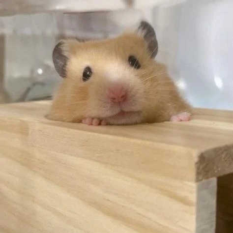 햄찌