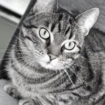 Aizawaloverr의 고양이의 날 이벤트 - AZAST