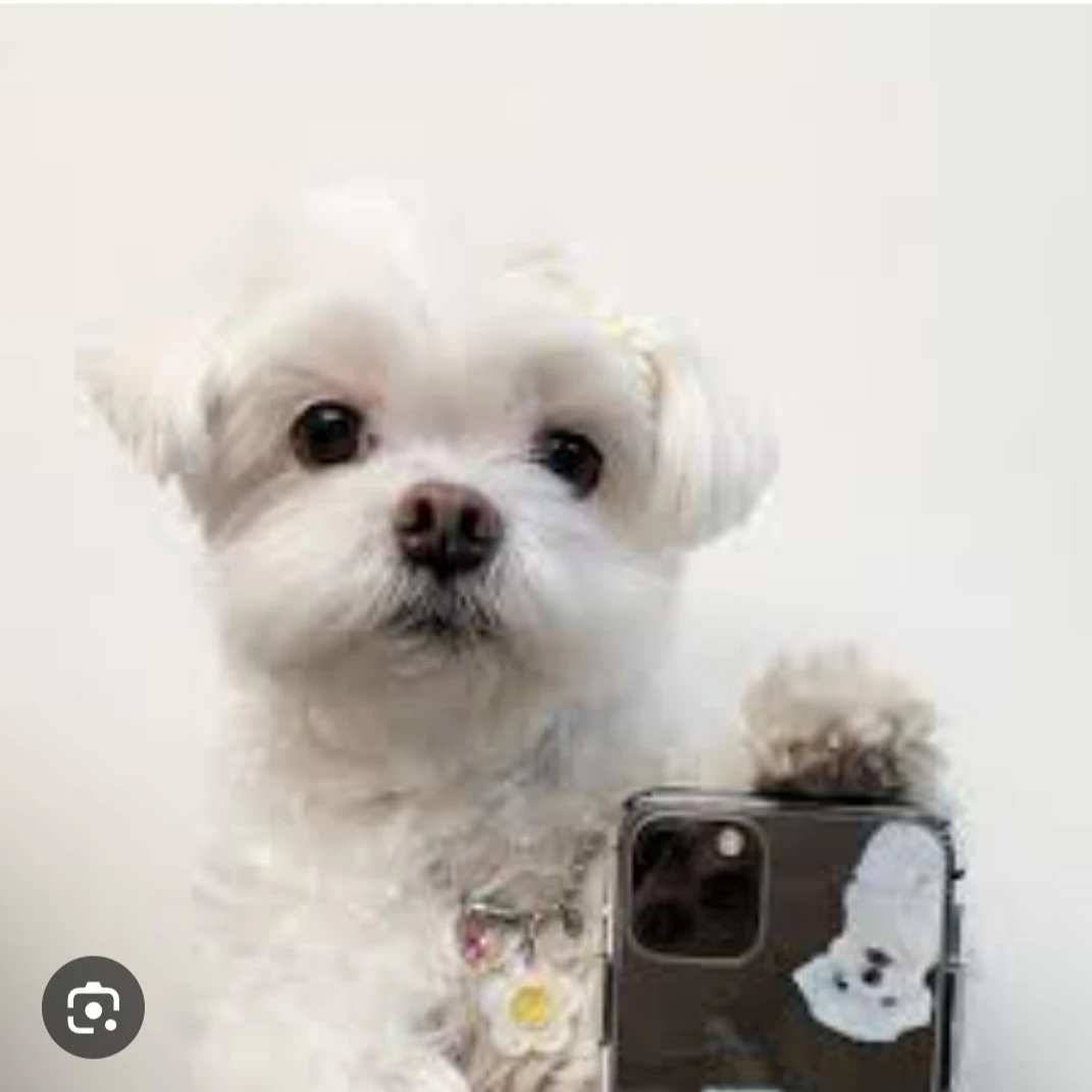 디스코팡팡