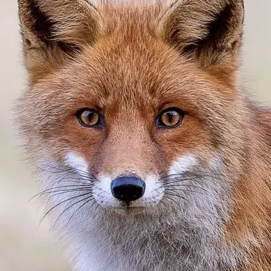 Profile image of Fox