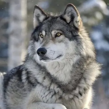 Profile image of Wolf