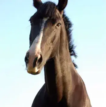 Profile image of Jasper