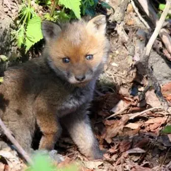 Profile image of 여우