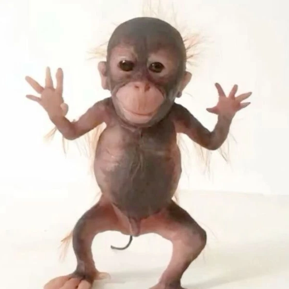 원숭이이이이ㅣ이잉ㅇ