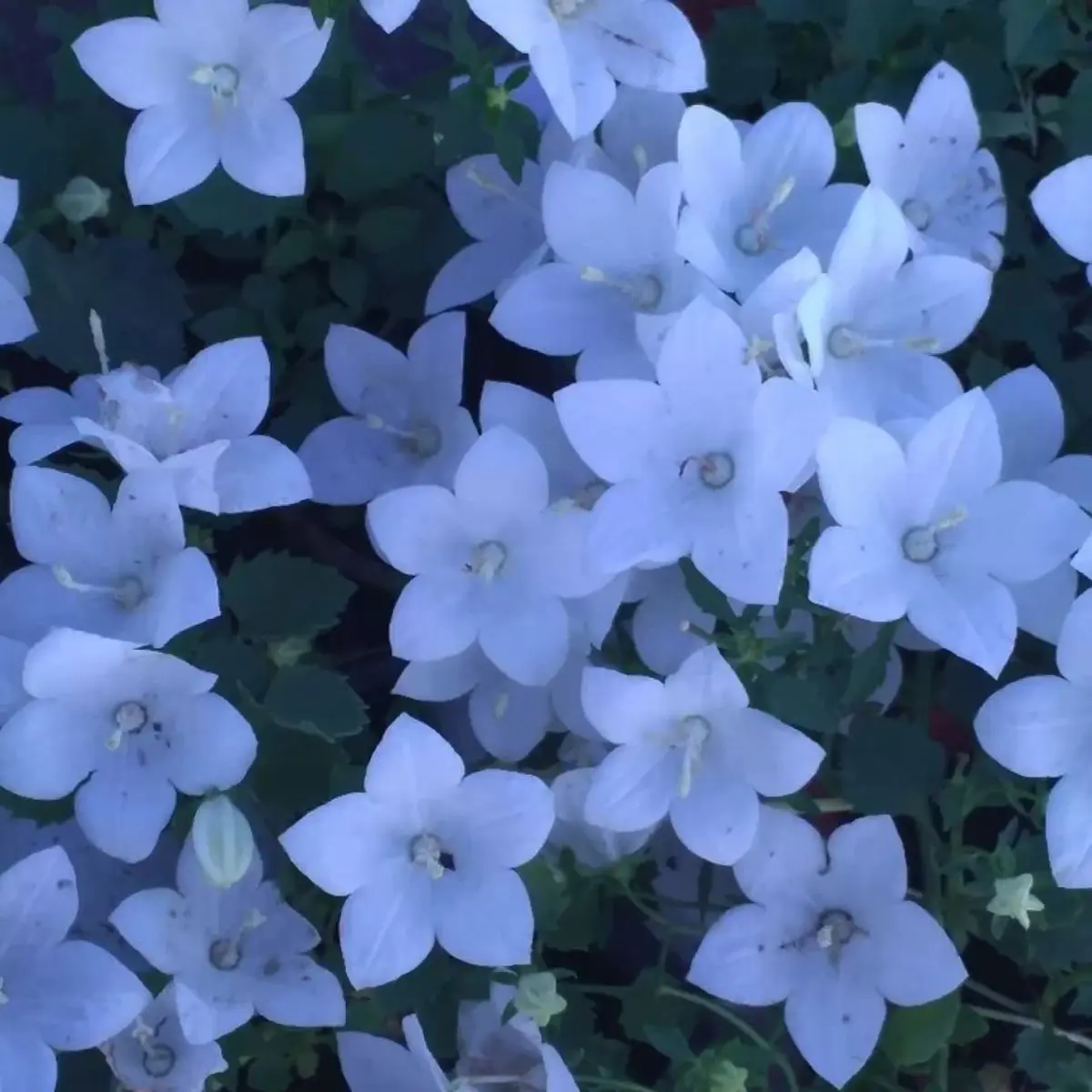 Uisol의 천성그룹의 그림자