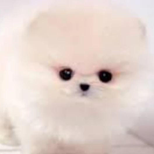 땅잼