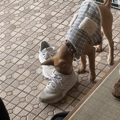 Profile image of ブリ子