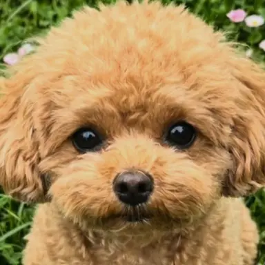 Profile image of 포실이