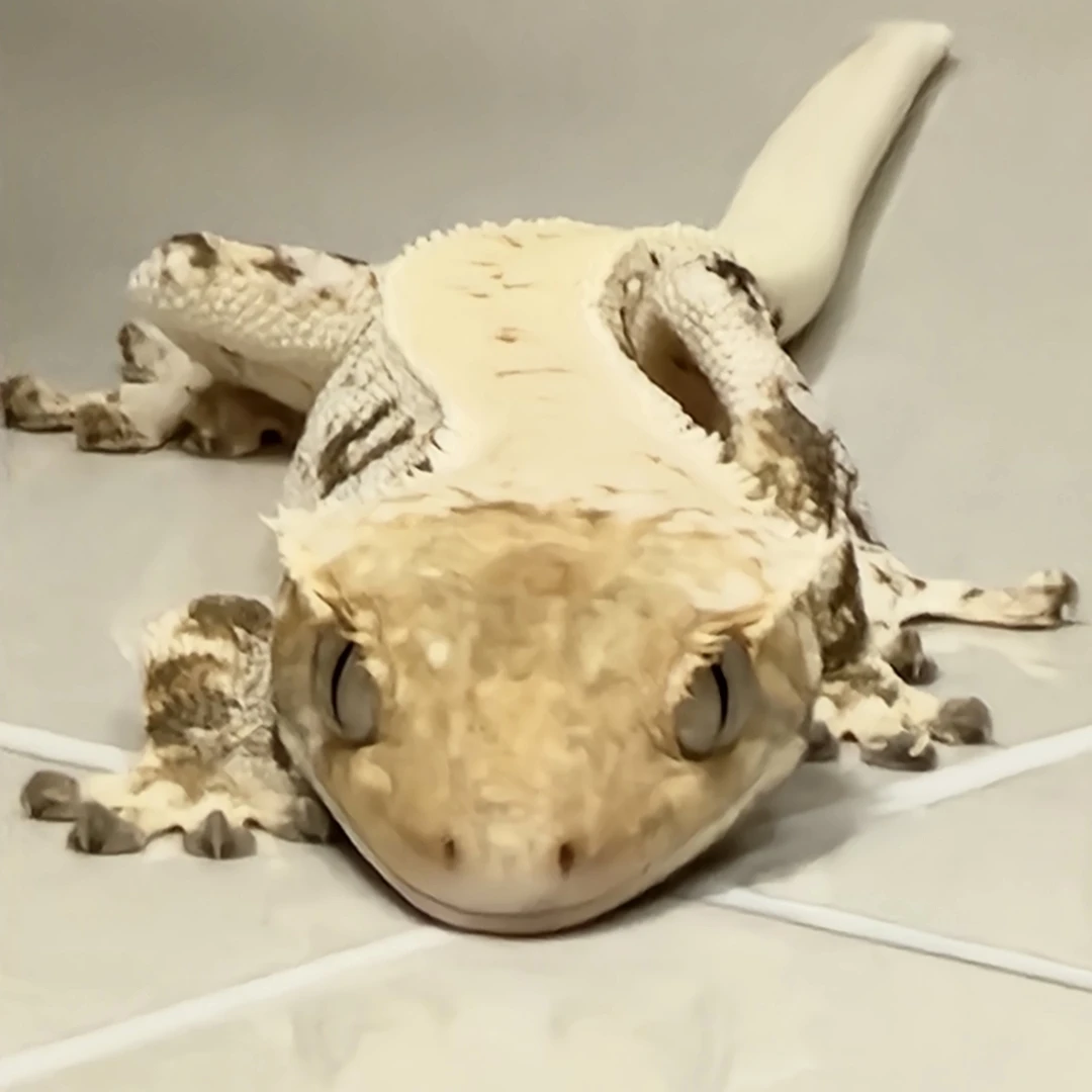크림