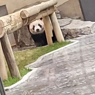 Profile image of 狼