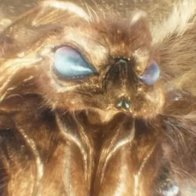 Profile image of 모스라