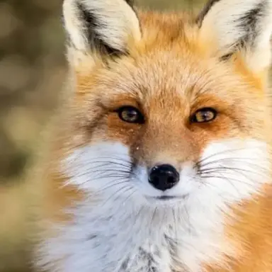 Profile image of 여우