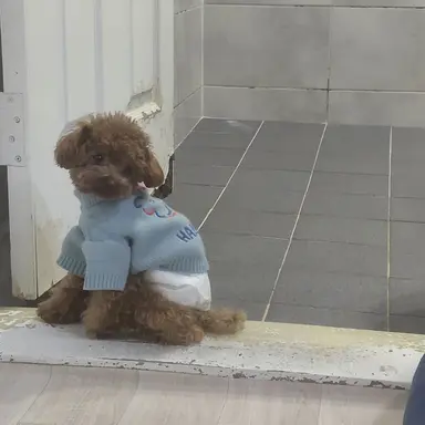 Profile image of 초코