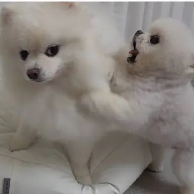 Profile image of ポンキーとルディー