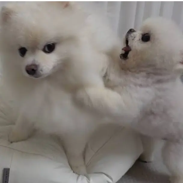 FastKrill0749의 ポンキーとルディーと一緒に楽しもう！