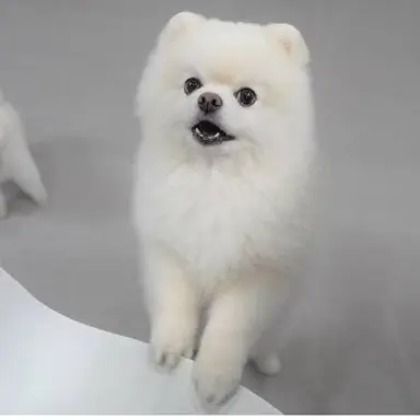 Profile image of ルディー