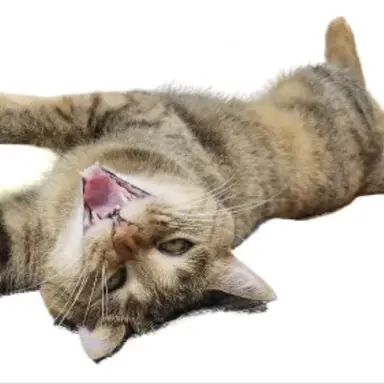 Profile image of 넛맥타이거