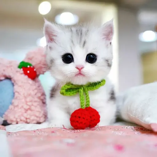 DenseBongo4098의 숭이