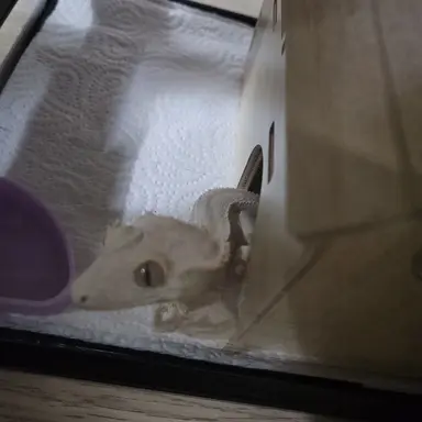 Profile image of 스냅이