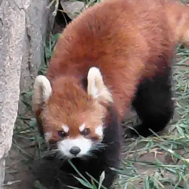 Profile image of 여우