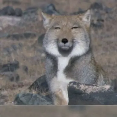 Profile image of 여우