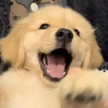 스트레이키즈