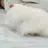햄스터