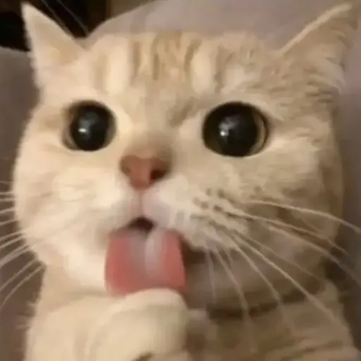 PFP의 냥이