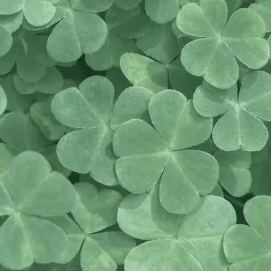 Profile image of 공룡