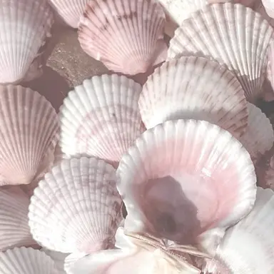 Profile image of 밥풀