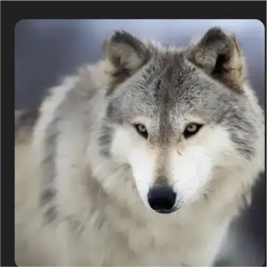 Profile image of 늑대
