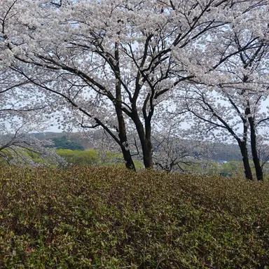 Profile image of 다크 카카오 쿠키