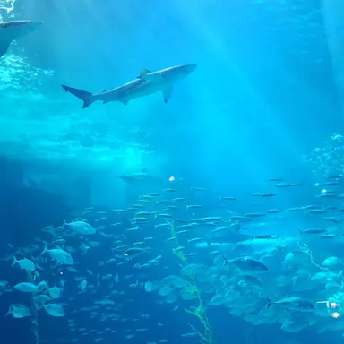 Profile image of 쇼론