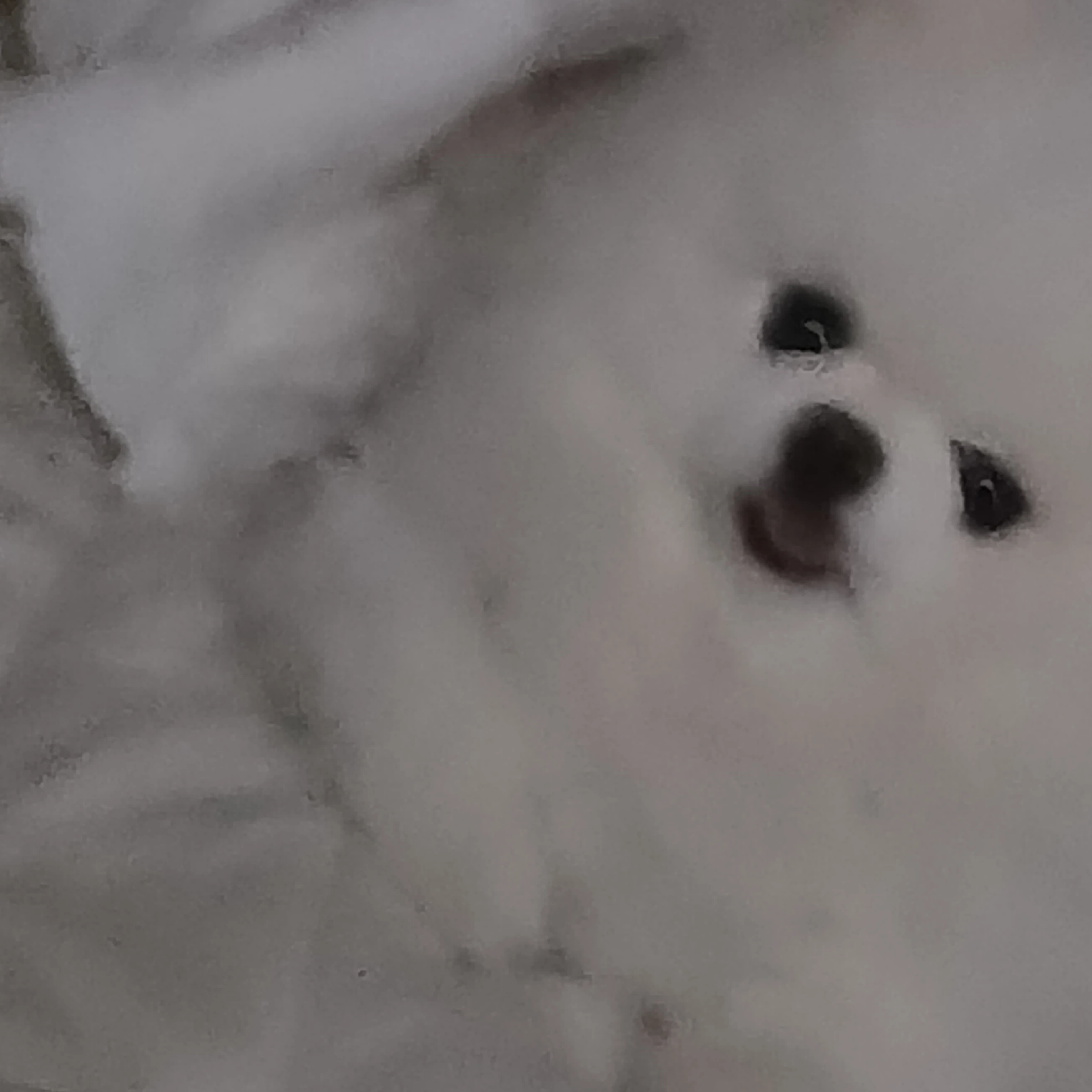 라이너