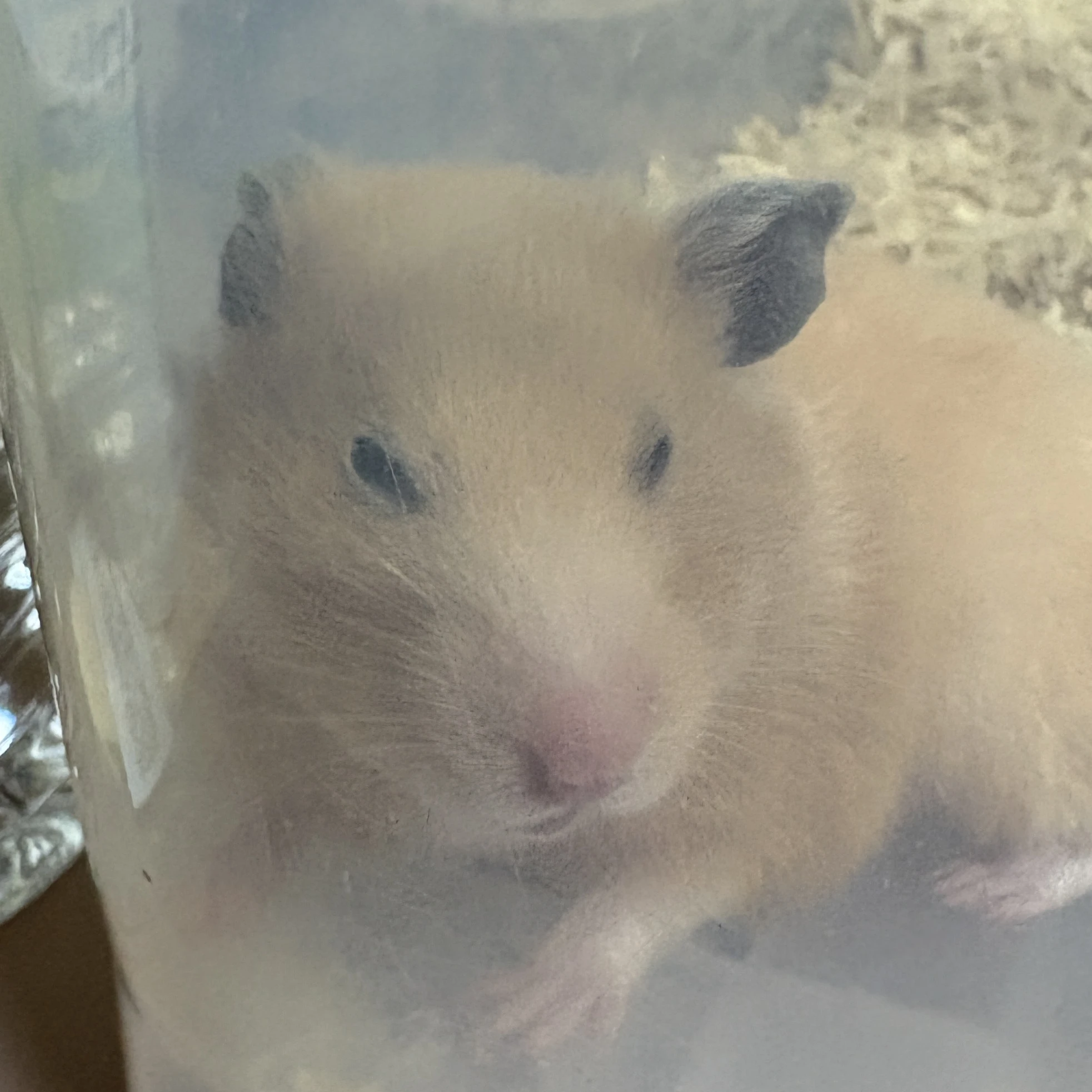 틱톡 크루