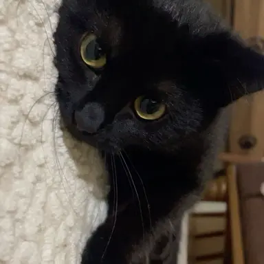 Profile image of ウォヌ