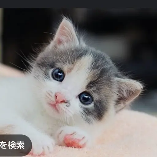 DecentMolly2100의 野良猫