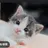 野良猫