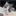 野良猫