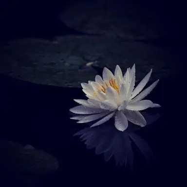 Profile image of 分隊士殿